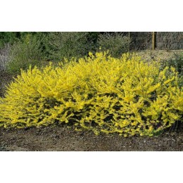 Форзиция промежуточная Мари д'Ор / Куртасол