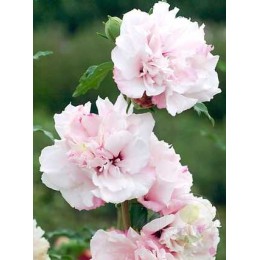 Гибискус сирийский Френч Кабаре Пастель