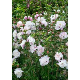 Гибискус сирийский Френч Кабаре Пастель