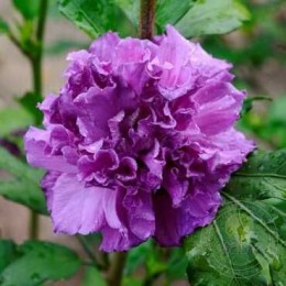 Гибискус сирийский Френч Кабаре Пёрпл