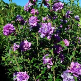 Гибискус сирийский Френч Кабаре Пёрпл