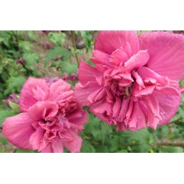 Гибискус сирийский Френч Кабаре Ред