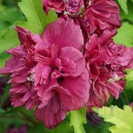 Гибискус сирийский Френч Кабаре Ред