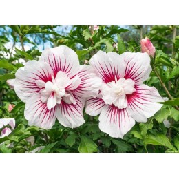 Гибискус сирийский Старбёрст Шиффон