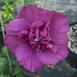 Гибискус сирийский Маджента Чиффон