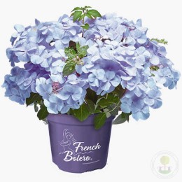 Гортензия гибридная Френч Болеро Блю