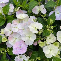 Гортензия гибридная Френч Болеро Блю