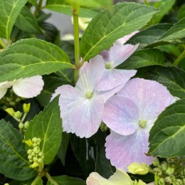 Гортензия гибридная Френч Болеро Блю