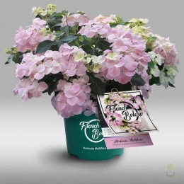 Гортензия гибридная Френч Болеро Пинк