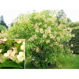 Гортензия Бретшнейдера