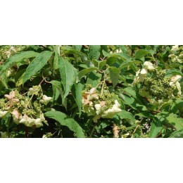 Гортензия Бретшнейдера