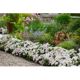 Гортензия гибридная Ранэвей Брайд / Сноу Уайт