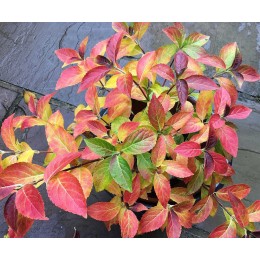 Гортензия гибридная Ранэвей Брайд / Сноу Уайт