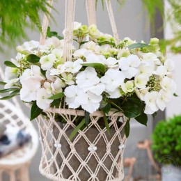 Гортензия гибридная Ранэвей Брайд / Сноу Уайт