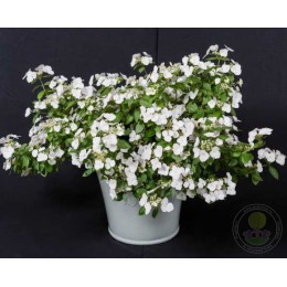 Гортензия гибридная Ранэвей Брайд / Сноу Уайт