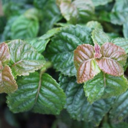 Гортензия черешковая Винтер Сюрпрайз