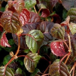 Гортензия черешковая Винтер Сюрпрайз