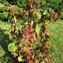 Гортензия черешковая Винтер Сюрпрайз