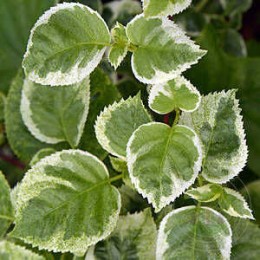 Гортензия черешковая Тэйк э Ченс