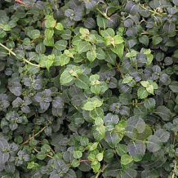 Гортензия черешковая Грин Рейсер