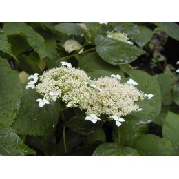 Гортензия древовидная лучистая