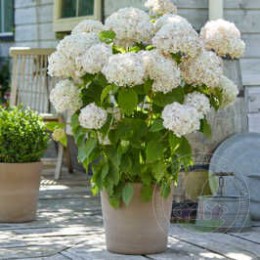 Гортензия древовидная Кандибель Маршмеллоу