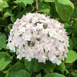 Гортензия древовидная Кандибель Маршмеллоу