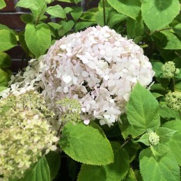 Гортензия древовидная Кандибель Маршмеллоу