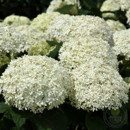 Гортензия древовидная БеллаРагацца Лиметта