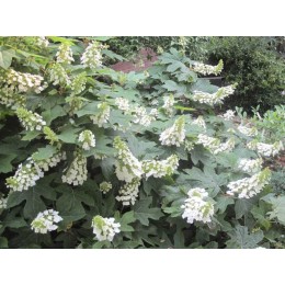 Гортензия дуболистная Айс Кристал
