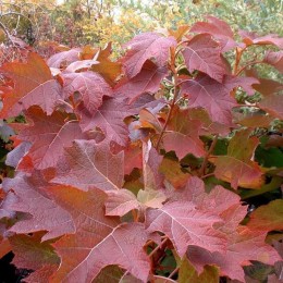 Гортензия дуболистная Бургунди