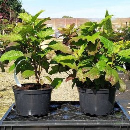 Гортензия дуболистная Бургунди