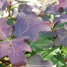 Гортензия дуболистная Бургунди