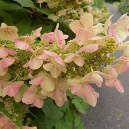 Гортензия дуболистная Алиса