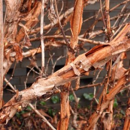 Гортензия дуболистная Алиса