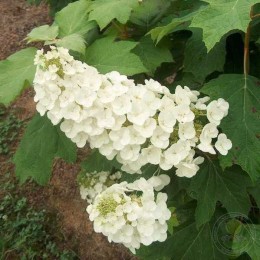 Гортензия дуболистная Алиса