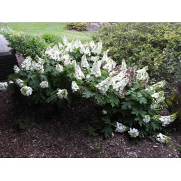 Гортензия дуболистная Руби Слипперс