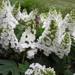 Гортензия дуболистная Руби Слипперс