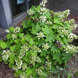 Гортензия дуболистная Руби Слипперс