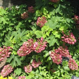 Гортензия дуболистная Руби Слипперс