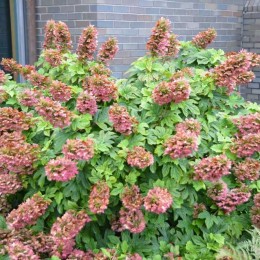 Гортензия дуболистная Руби Слипперс