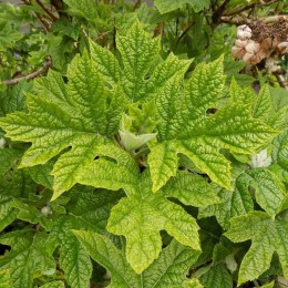 Гортензия дуболистная Руби Слипперс