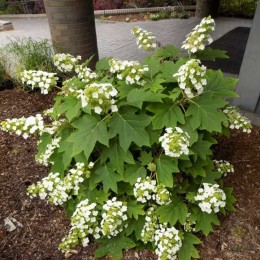 Гортензия дуболистная Руби Слипперс