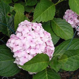 Гортензия крупнолистная Мини Пенни (розовая)