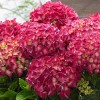 Гортензия крупнолистная Ред Регги