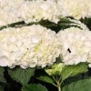 Гортензия крупнолистная Эверблум Уайт Уандер