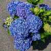 Гортензия крупнолистная Саксон Ратен