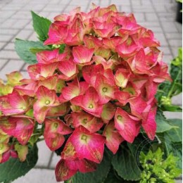 Гортензия крупнолистная Брайт Ред Пауэр
