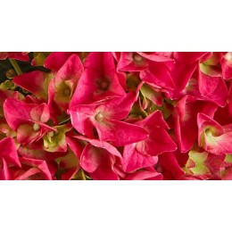 Гортензия крупнолистная Брайт Ред Пауэр