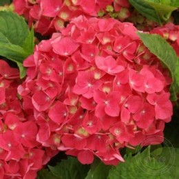 Гортензия крупнолистная Ред Пауэр